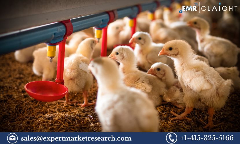 Global Animal Feed Market: Projections and Insights for 2024