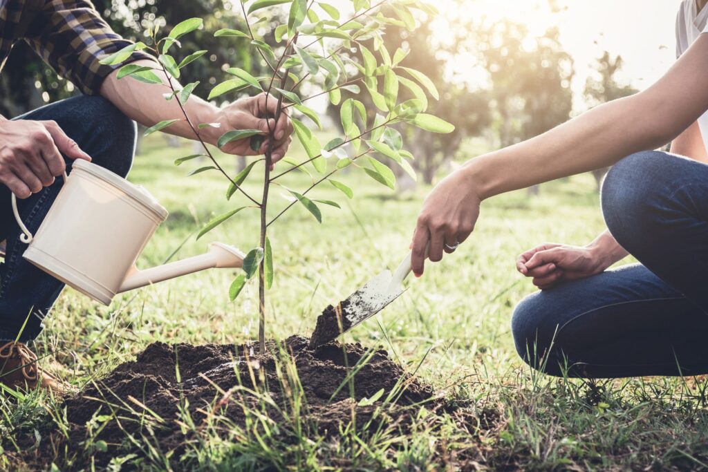 Sarasota’s Green Revolution: Discover the Top Tree Planting Services