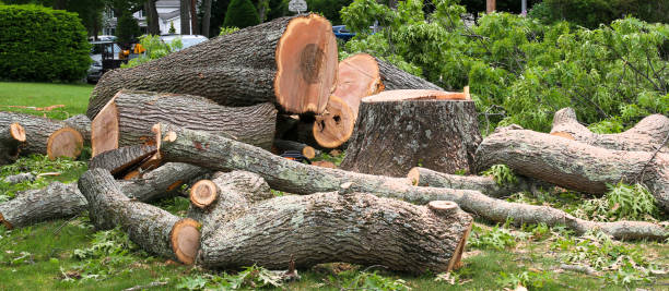 Efficient and Safe Tree Removal Services: Transforming Your Landscape