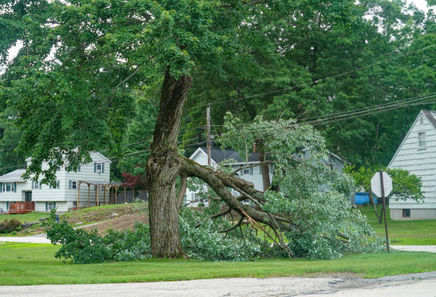 Essential Tree Services: Enhancing Safety and Health in Your Landscape