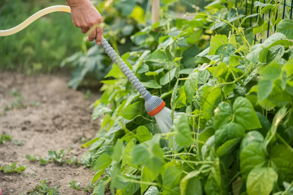 How Can Beginners Create A Garden That Attracts Pollinators?