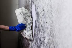 How Mold Testing in Michigan Can Save You Money