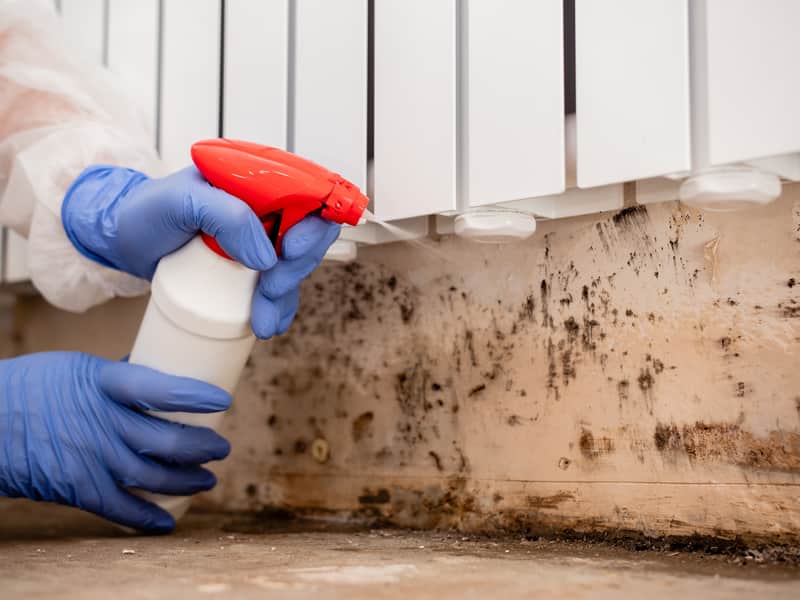 What to Do If You Suspect Mold in Your Walls?