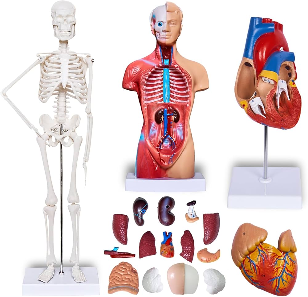 How Can Anatomical Models Enhance Learning and Teaching?