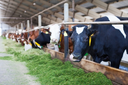 What Are the Benefits of Owning a Cow Farm at Tomball?