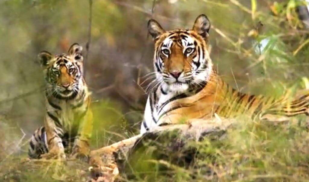 Explore the Best of North India’s Wildlife with Tiger Safari