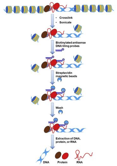 ChIRP and ChIRP-Seq Techniques