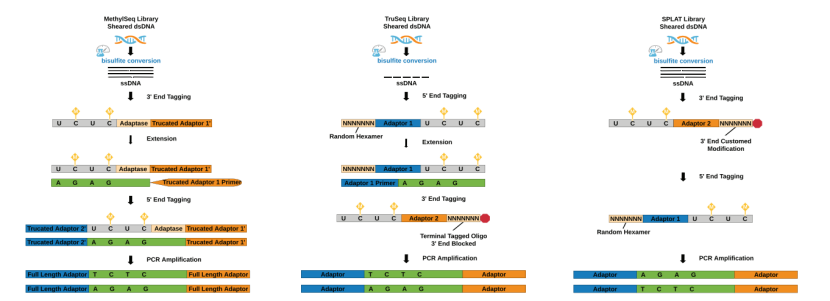 Overview of WGBS